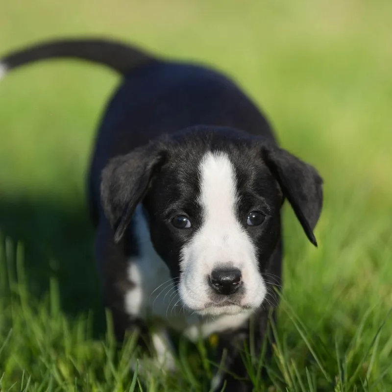 Husker