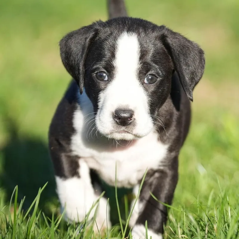 Husker thumbnail 2
