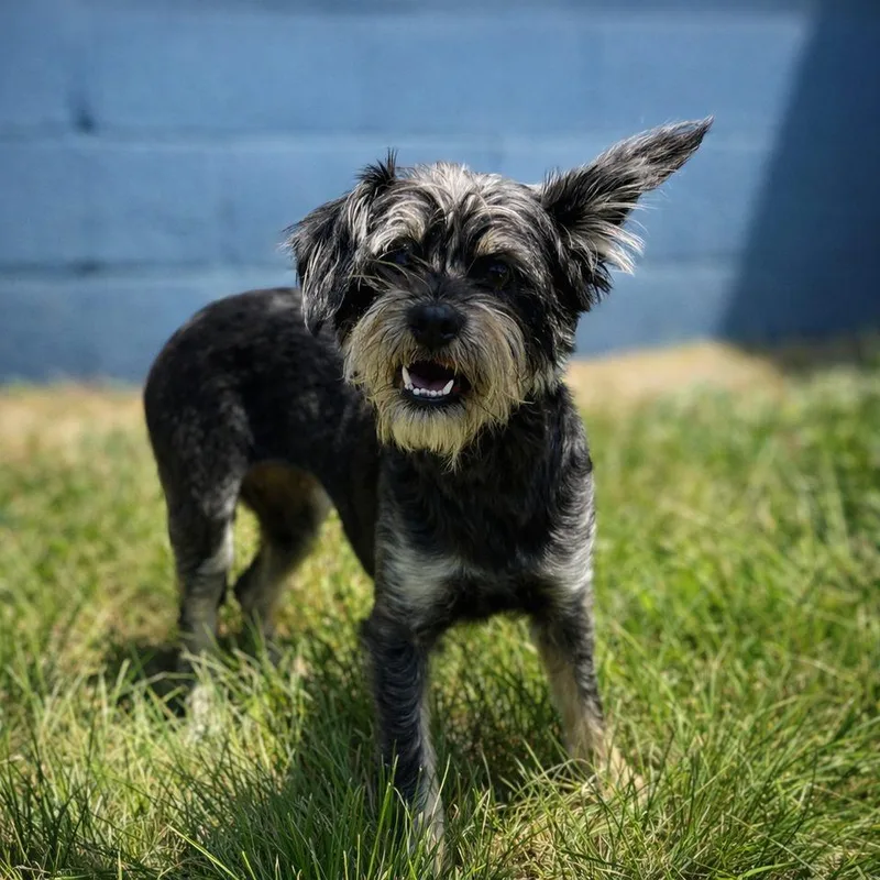 An adult small-sized female Gray / Blue / Silver Schnauzer dog named Nova for adoption in Waldorf, MD