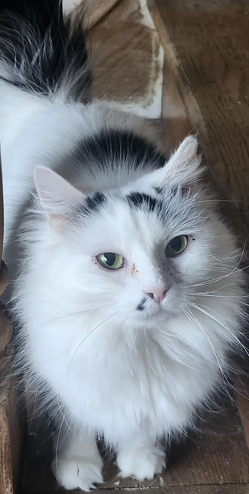 An adult large-sized female Domestic Long Hair cat named Nimbus for adoption in Philadelphia, PA