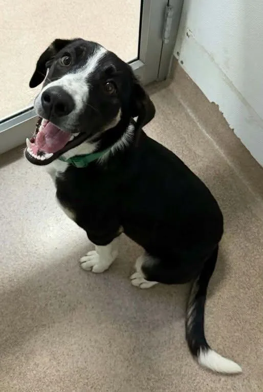 A young medium-sized female Tricolor (Brown, Black, & White) Hound dog named Bellatrix for adoption in Chambersburg, PA