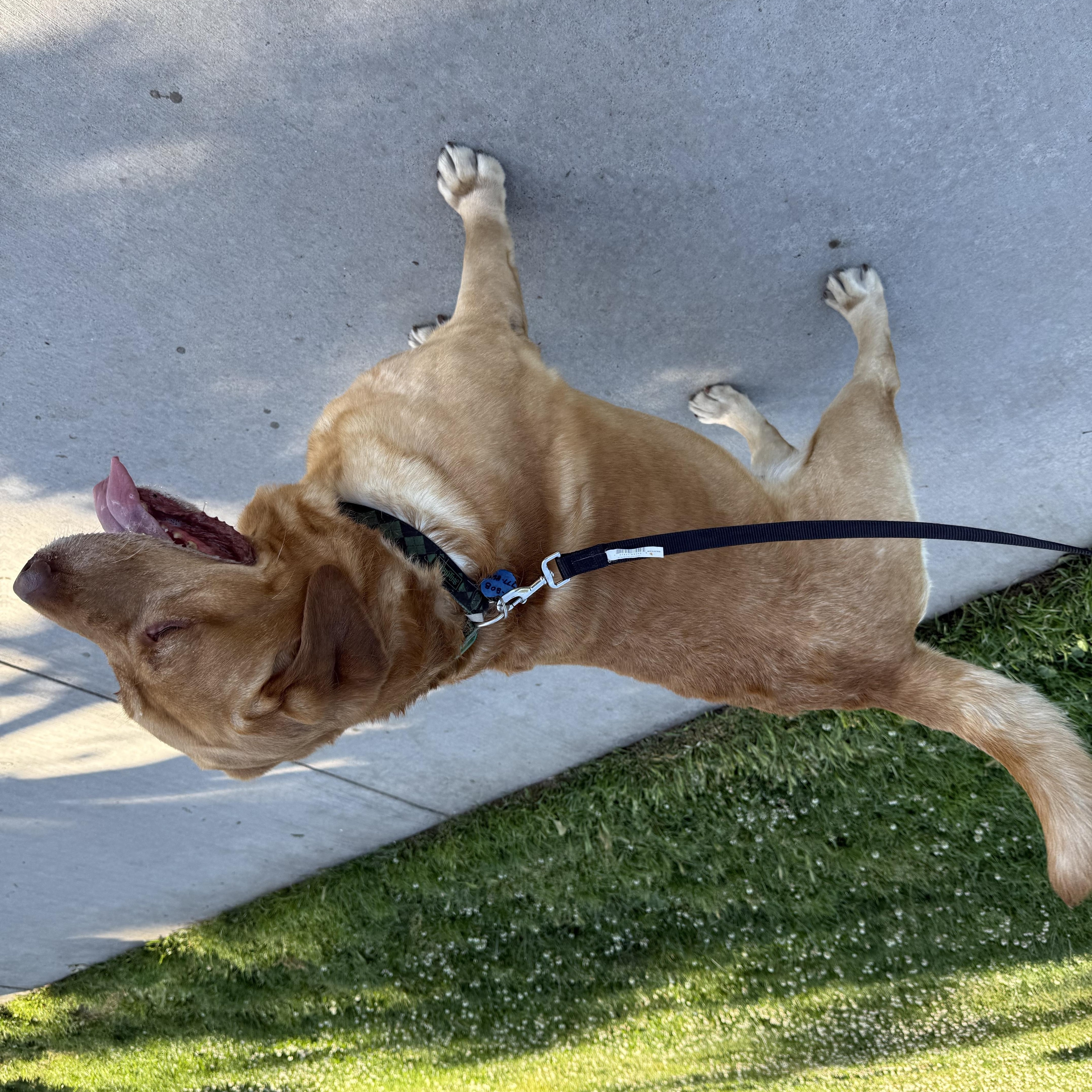 An adult large-sized male Yellow / Tan / Blond / Fawn Labrador Retriever dog named Marley for adoption in San Francisco, CA