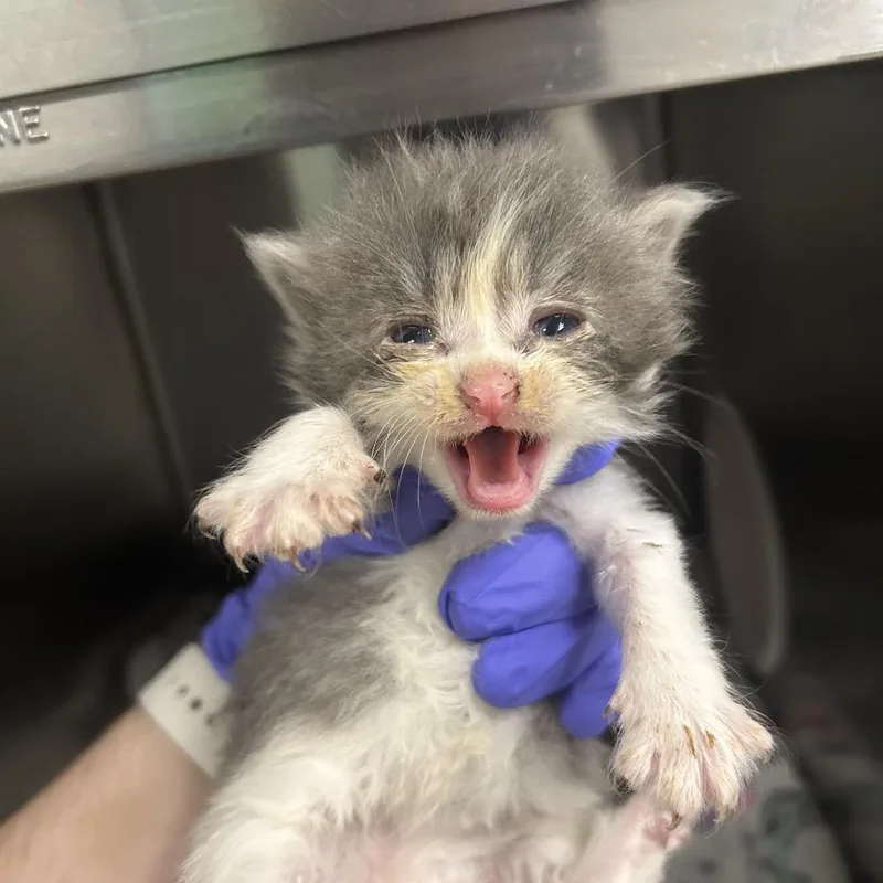 A baby small-sized female Gray / Blue / Silver Domestic Short Hair cat named Frida for adoption in Charleston, WV