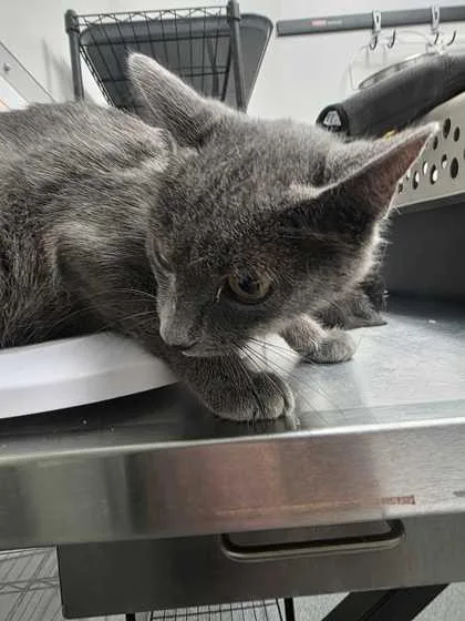 An adult medium-sized female Domestic Short Hair cat named Curie for adoption in Sevierville, TN
