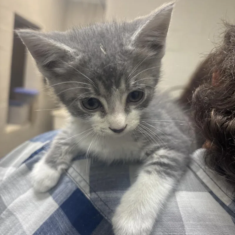 A baby small-sized male Gray / Blue / Silver Domestic Short Hair cat named Mr.Pibb for adoption in Clanton, AL
