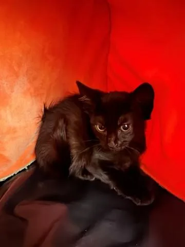 A baby small-sized male Domestic Short Hair cat named Zen for adoption in Santa Monica, CA