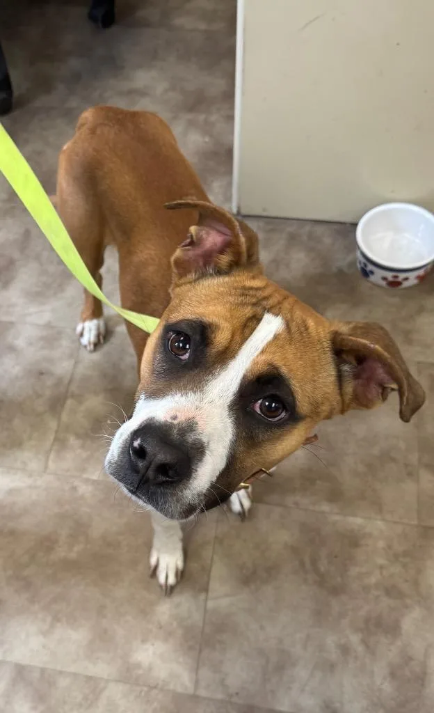 A young medium-sized male Boxer dog named Nacho for adoption in Springfield, OH