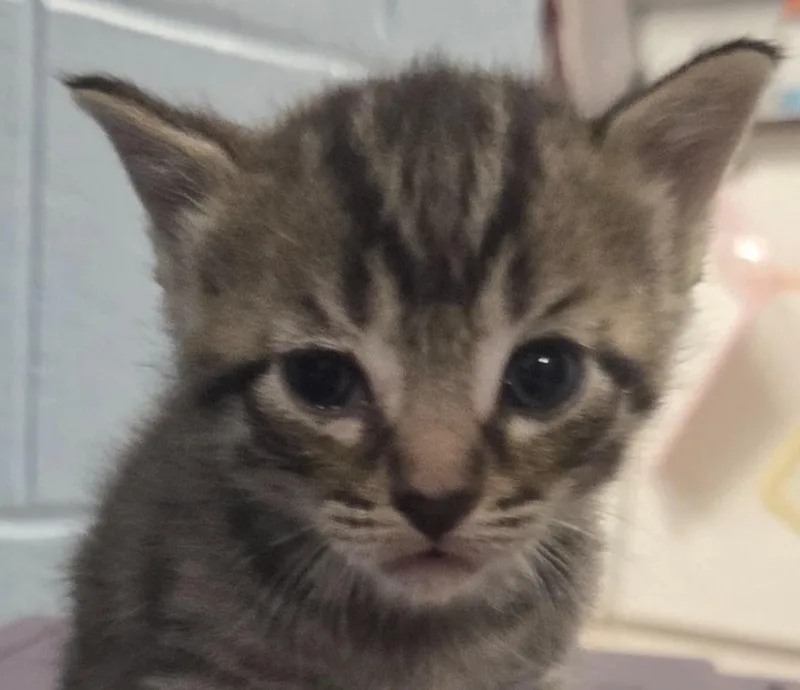 A baby small-sized male Domestic Short Hair cat named Hookfang for adoption in Olean, NY