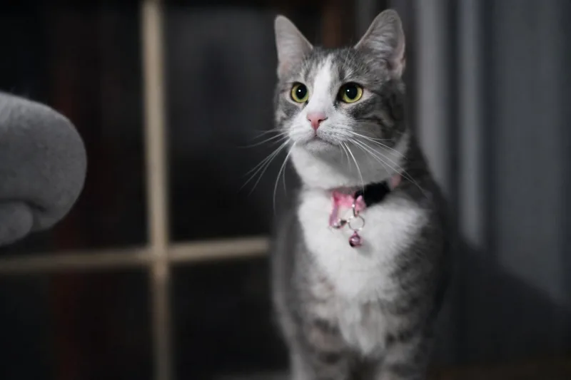 Dodgers  Will Klein thumbnail 2