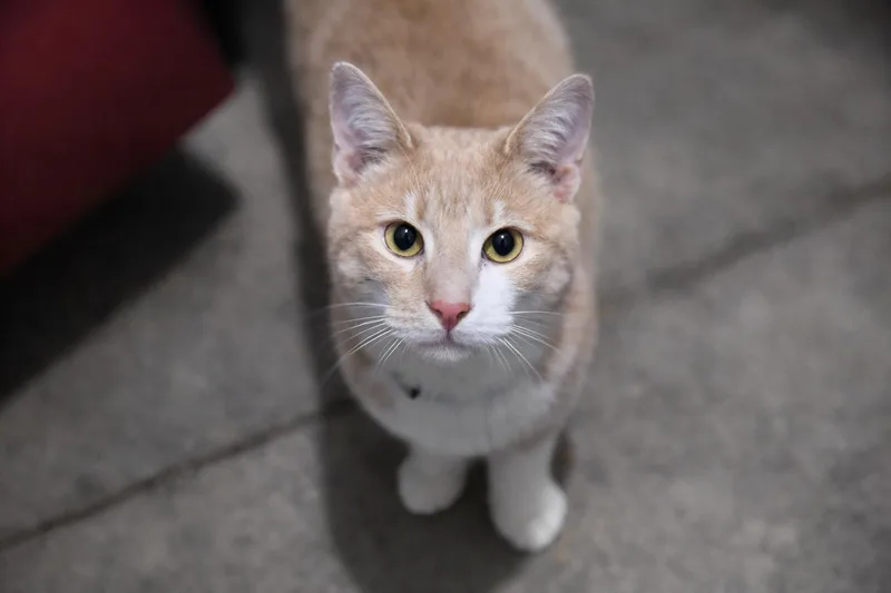 Dodgers  Will Klein thumbnail 3