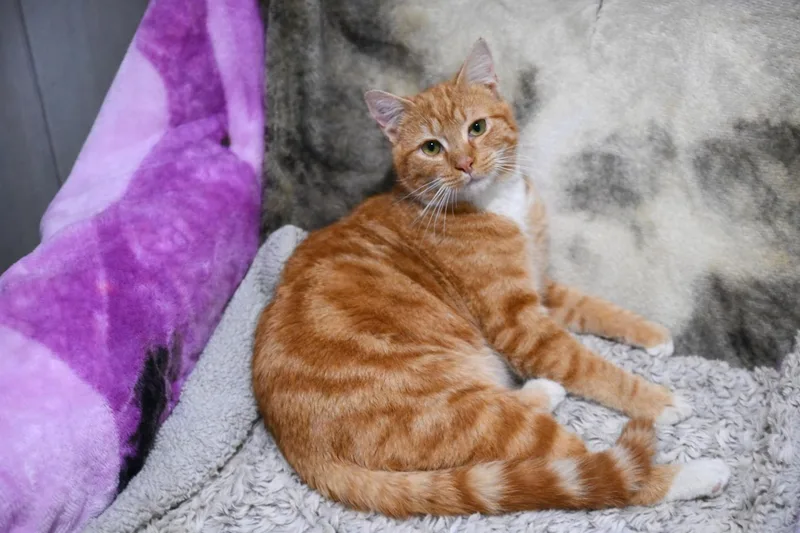 Dodgers  Will Klein thumbnail 4