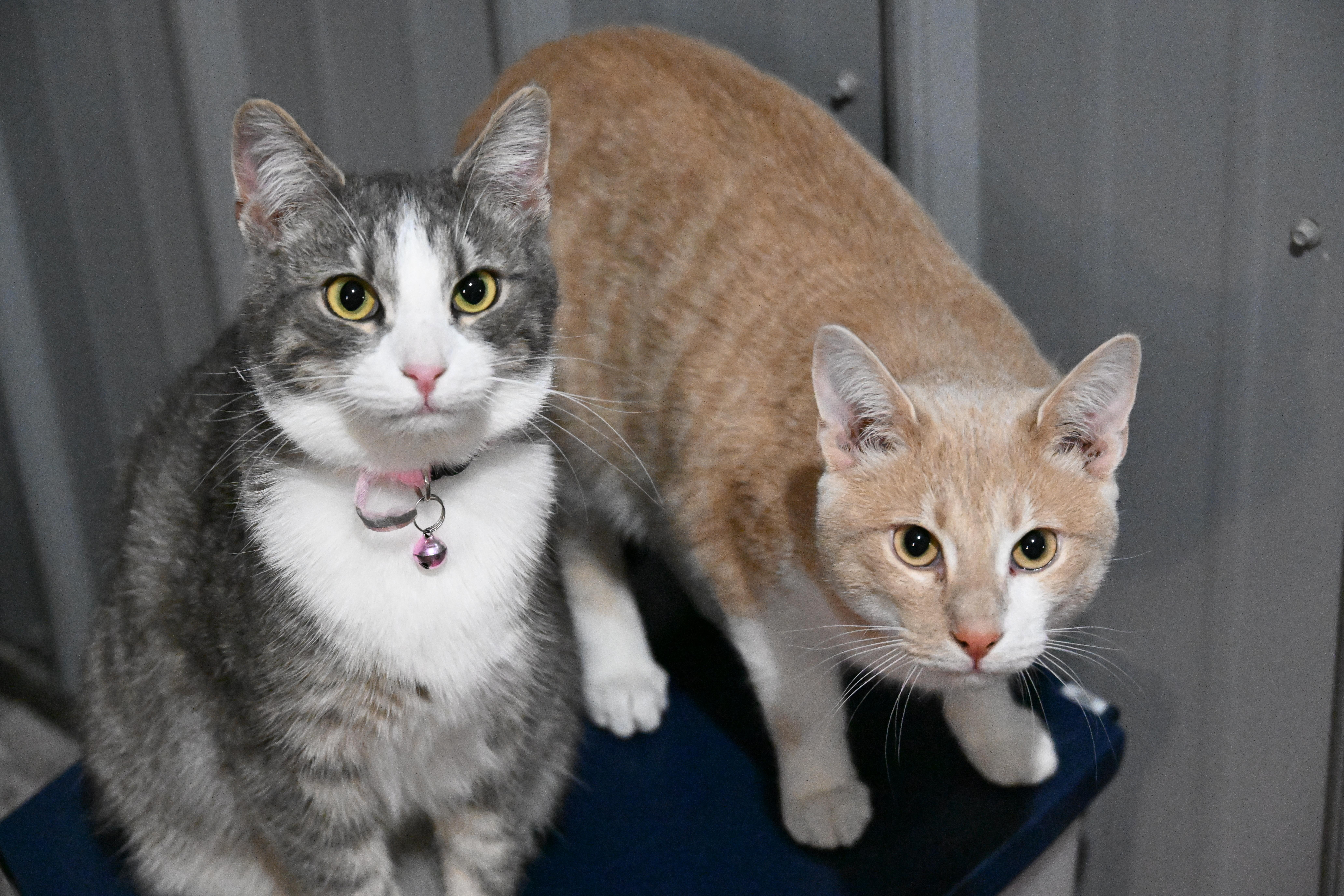 Dodgers  Will Klein thumbnail 5