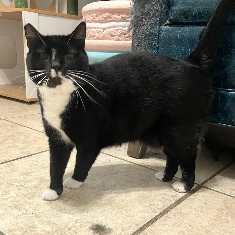 An adult medium-sized female Black & White / Tuxedo Domestic Short Hair cat named Emmy for adoption in Long Beach, MS