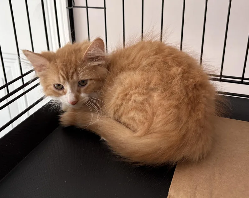 A baby small-sized male Tabby (Orange / Red) Domestic Medium Hair cat named Habanero for adoption in Seaford, NY