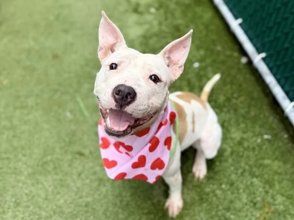 An adult medium-sized female Mixed Breed dog named Buttermilk for adoption in New York, NY