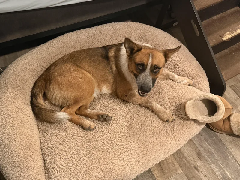 An adult medium-sized male Australian Cattle Dog / Blue Heeler dog named Jet for adoption in Lodi, CA