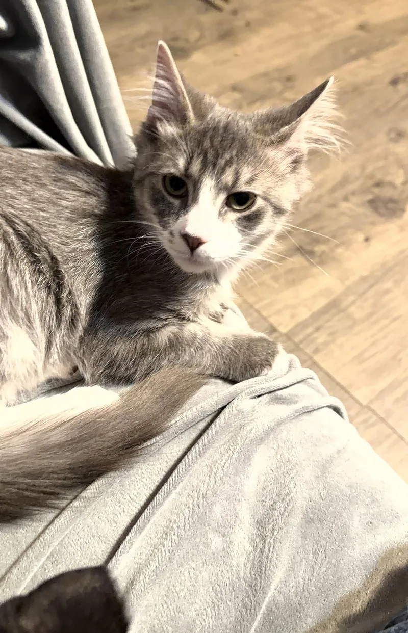 A baby medium-sized male Domestic Medium Hair cat named Diego for adoption in Stewartsville, NJ