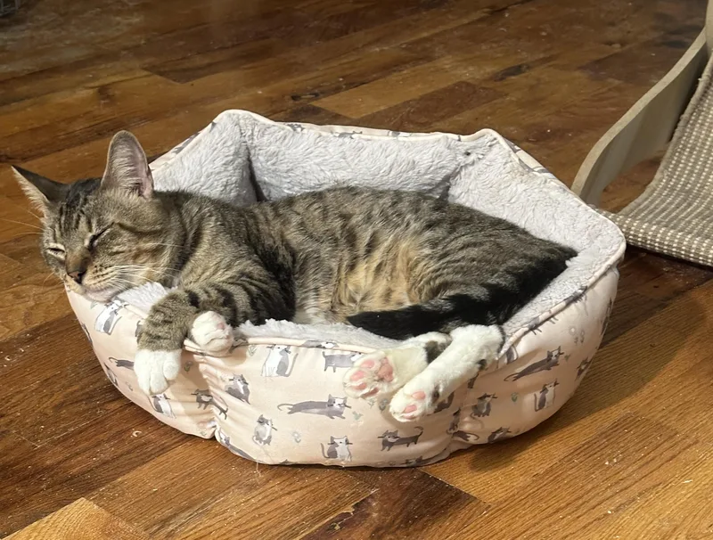 An adult medium-sized male Tabby (Brown / Chocolate) Domestic Short Hair cat named Dante for adoption in New York, NY