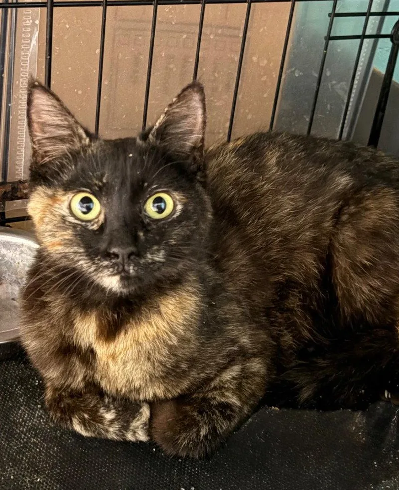 A young medium-sized female Domestic Short Hair cat named Chelatchie for adoption in Battle Ground, WA