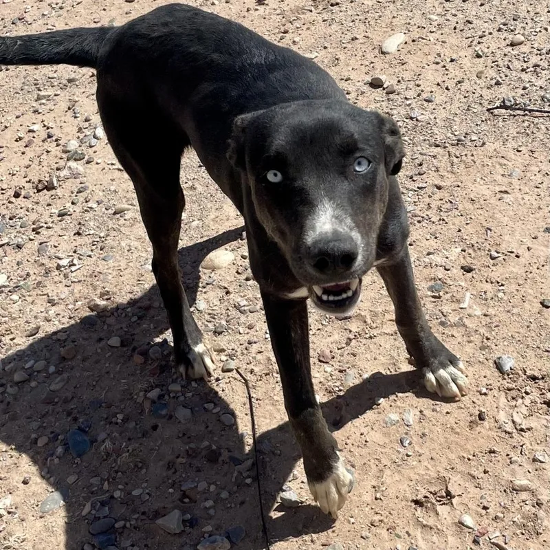 A young medium-sized female Black Mixed Breed dog named Peanut for adoption in Glenwood Springs, CO