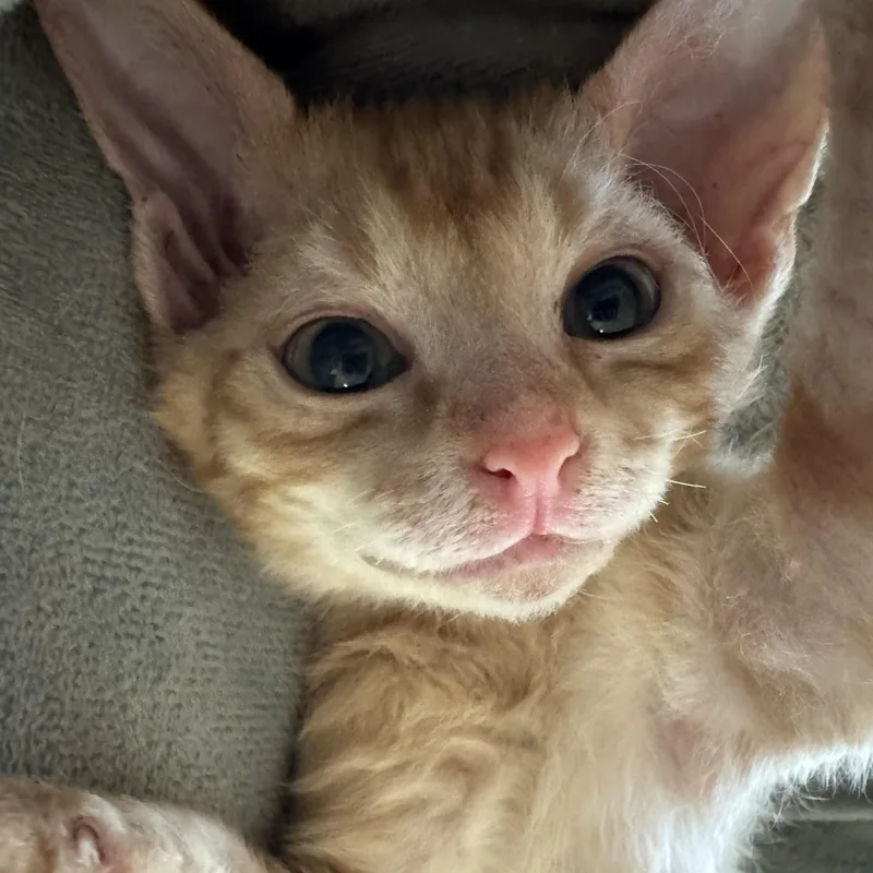 A baby small-sized male Orange / Red Domestic Short Hair cat named Tango and Sunny for adoption in Fort Worth, TX