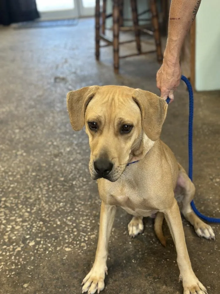 A young medium-sized female Yellow / Tan / Blond / Fawn Hound dog named Becca for adoption in Crescent City, FL