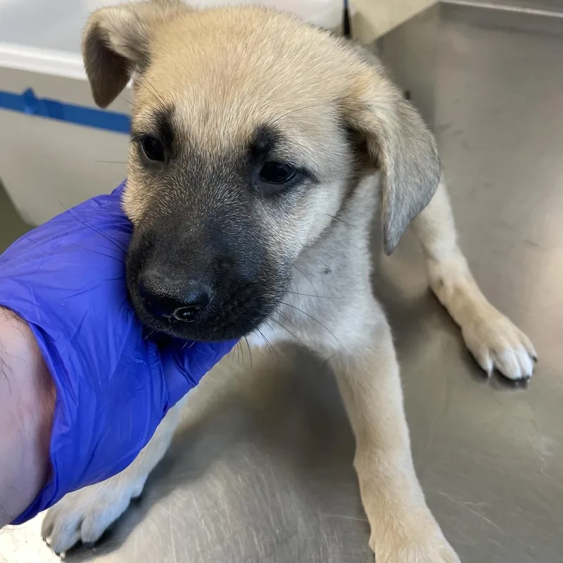 A baby small-sized female Yellow / Tan / Blond / Fawn Shepherd dog named Malala for adoption in Austin, TX