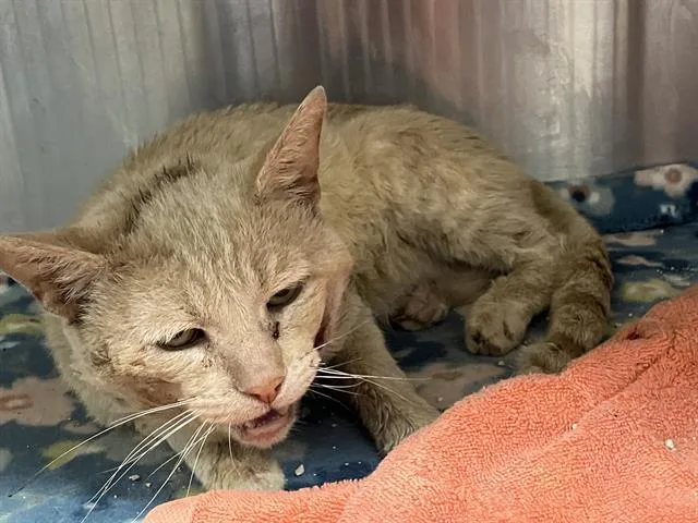 An adult large-sized male Domestic Short Hair cat named Saber for adoption in Tustin, CA
