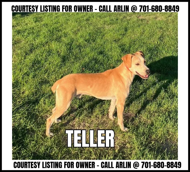 A young large-sized male Yellow / Tan / Blond / Fawn Mountain Cur dog named Teller COURTESY LISTING for adoption in Valley City, ND