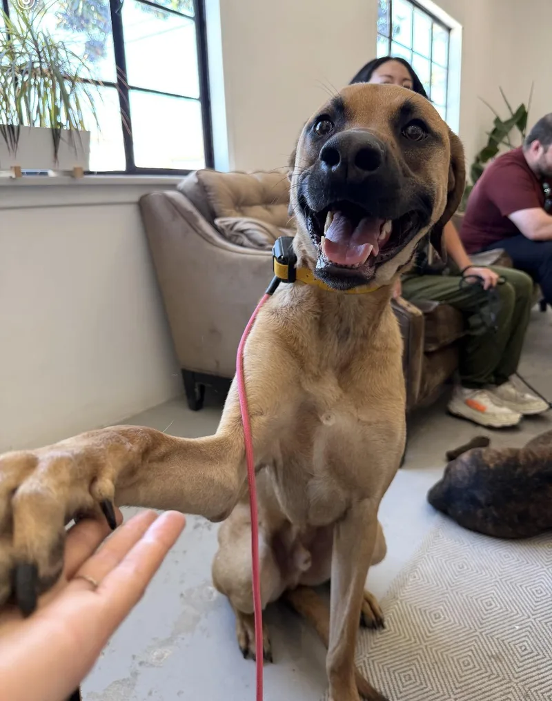An adult large-sized male Weimaraner dog named Martin for adoption in Los Angeles, CA