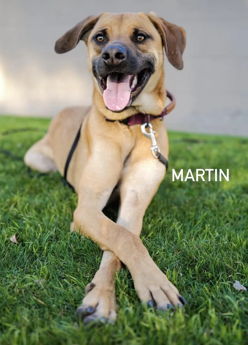 Martin thumbnail 3