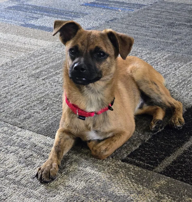 A baby small-sized male Brindle Chihuahua dog named Tigger for adoption in Plymouth, MI
