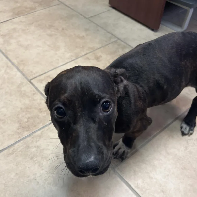 A baby small-sized female Brown / Chocolate Plott Hound dog named Echo for adoption in Lakeland, FL