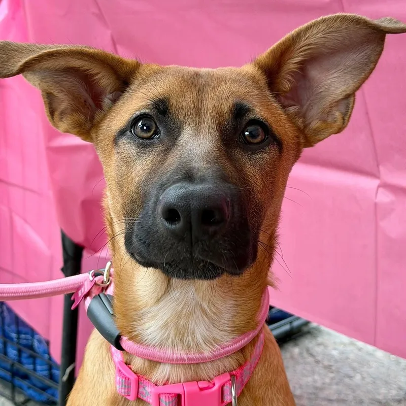 A baby medium-sized female Belgian Shepherd / Malinois dog named Judy for adoption in PLAINFIELD, CT