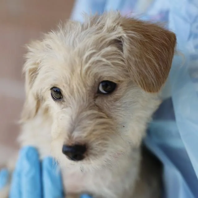 A baby small-sized female Terrier dog named Albondiga for adoption in San Antonio, TX