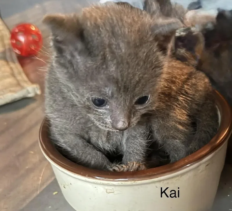 A baby small-sized male Gray / Blue / Silver Domestic Short Hair cat named Kai for adoption in Safety Harbor, FL
