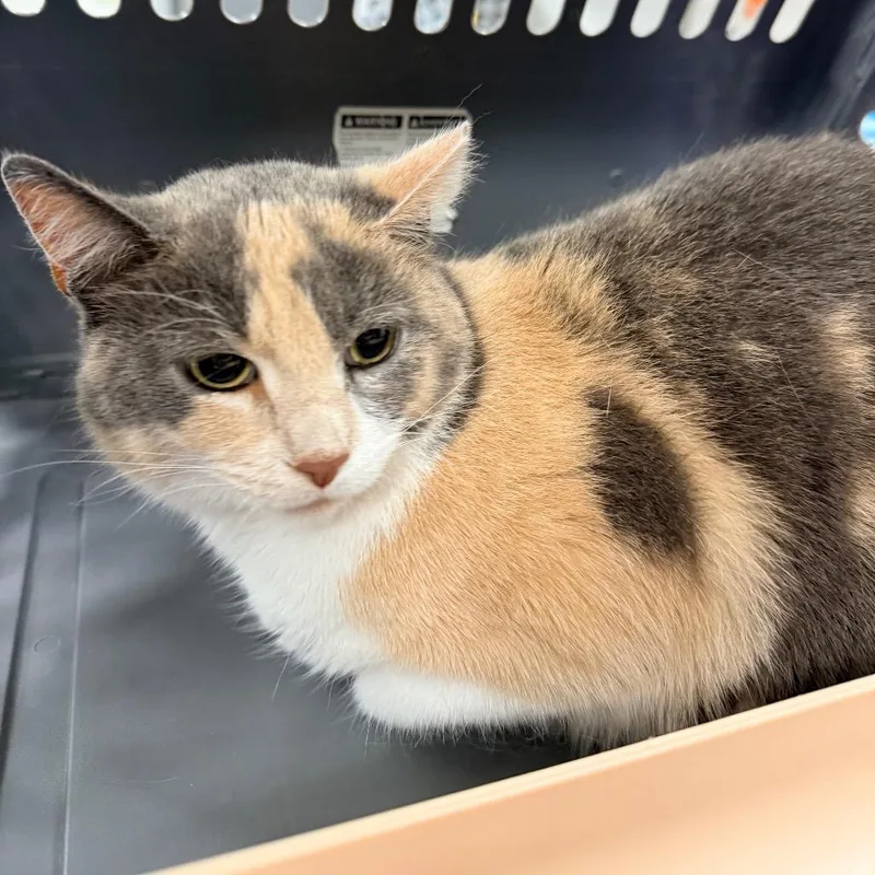 An adult medium-sized female Calico Domestic Short Hair cat named Tabby for adoption in Indianapolis, IN