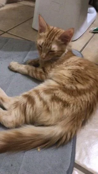 Ginger