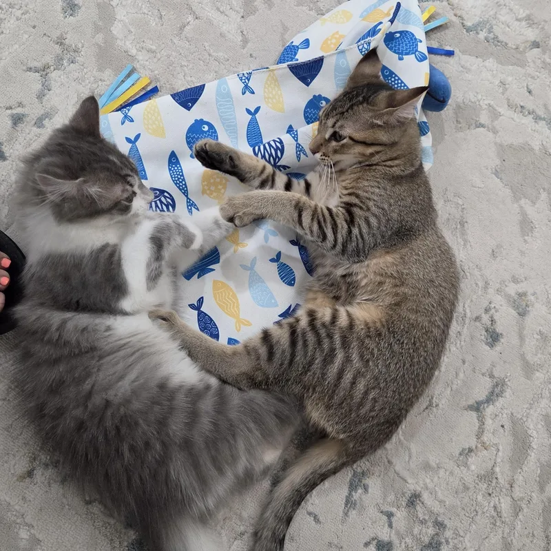 A baby medium-sized female Gray & White Domestic Medium Hair cat named Misty and Harbor for adoption in Renton , WA