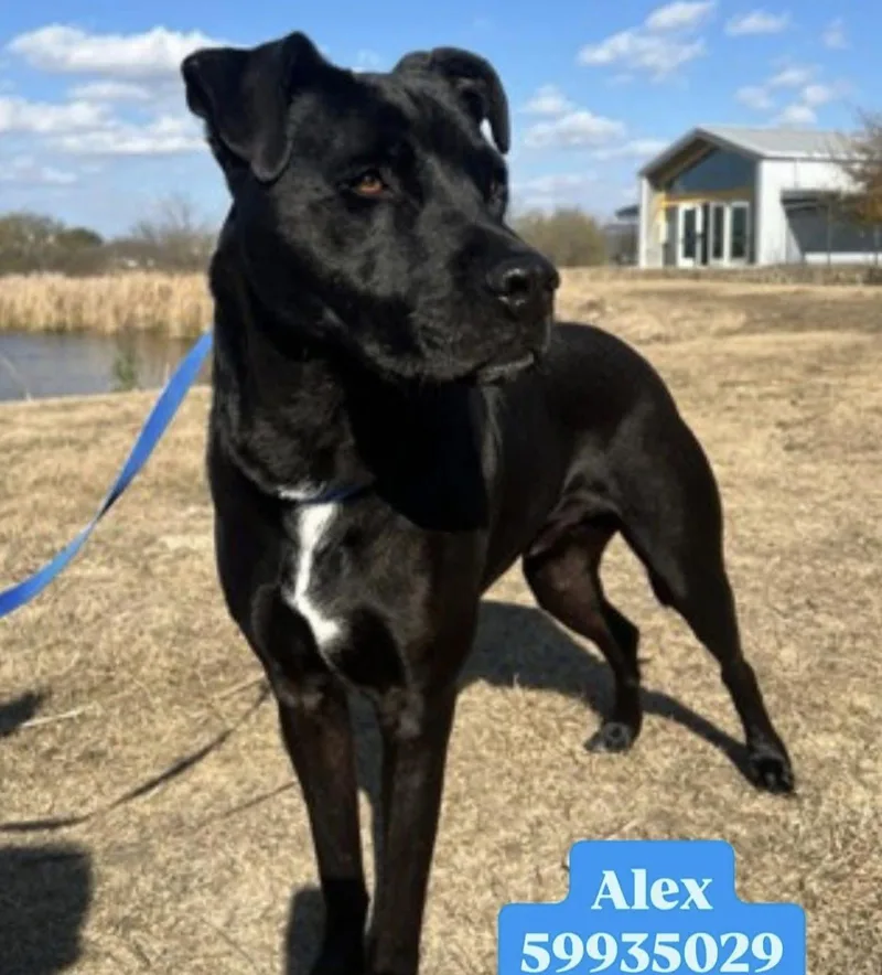 Alex thumbnail 3