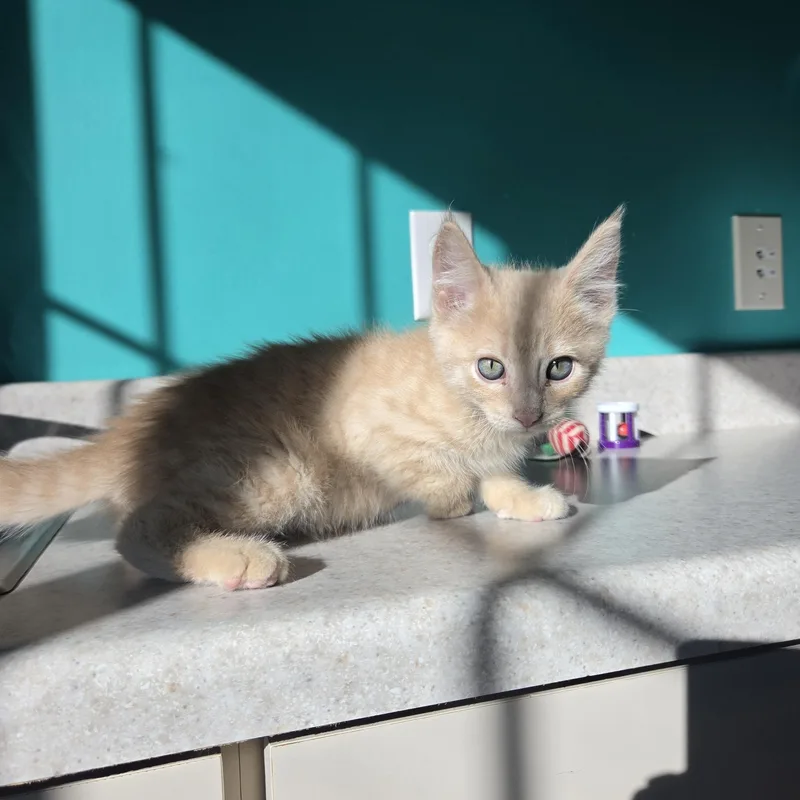 A baby small-sized male Orange / Red Domestic Short Hair cat named Big Green Egg for adoption in Brookings, SD