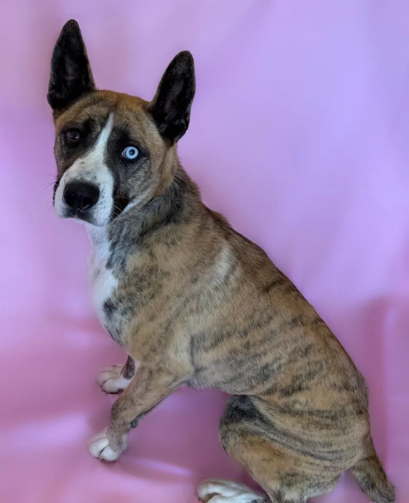 An adult medium-sized female Brindle Boxer dog named Dolly Pawton for adoption in Columbus, NE
