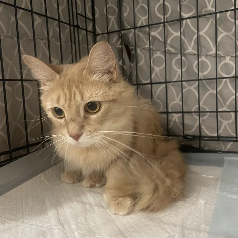 A baby medium-sized female Cream / Ivory Domestic Medium Hair cat named Grace Kelly for adoption in Bayside, NY