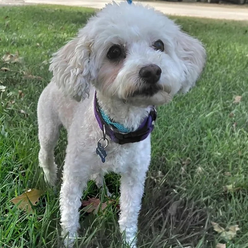 A senior small-sized female Maltese dog named Nellie  Chino Hills for adoption in Chino Hills, CA