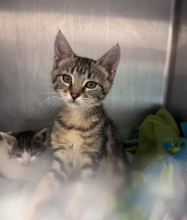 A baby small-sized female Domestic Short Hair cat named Chocolate Sprinkles for adoption in Santa Rosa, CA