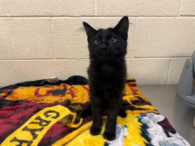 A baby small-sized male Domestic Medium Hair cat named A for adoption in Moreno Valley, CA