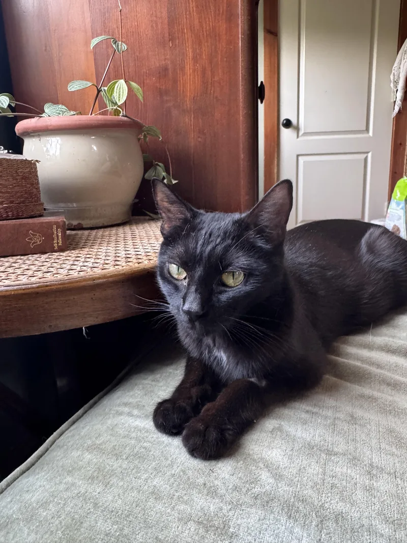 A young medium-sized female Black Domestic Medium Hair cat named Nesta for adoption in Hickory, NC