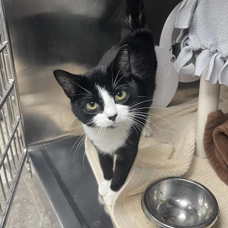 A baby small-sized female Black Domestic Short Hair cat named Aoife for adoption in Mentor, OH