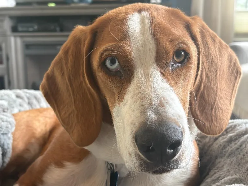 A baby medium-sized male Basset Hound dog named Canelo for adoption in Salt Lake City, UT