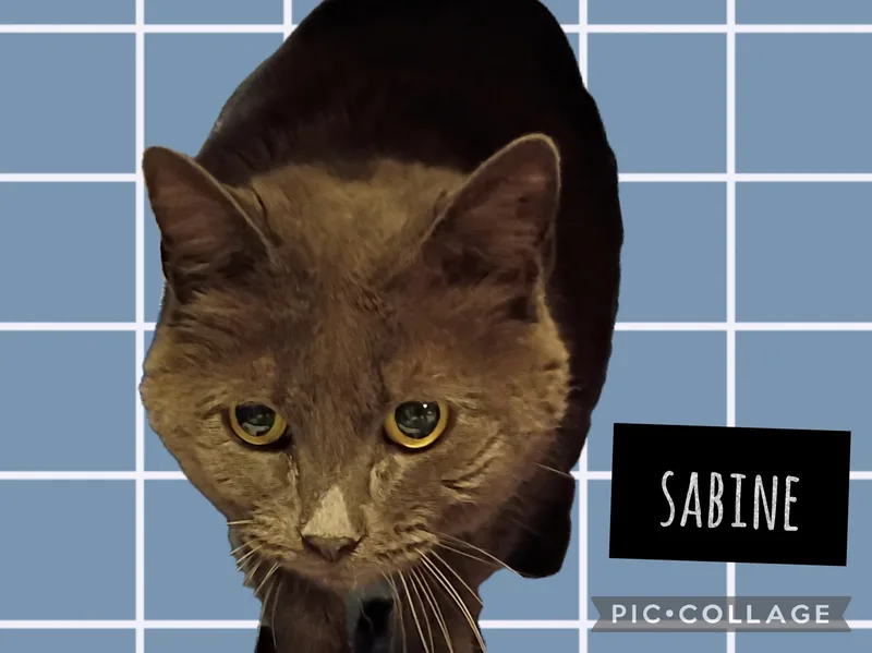 An adult medium-sized female Domestic Short Hair cat named Sabine for adoption in Muncie, IN